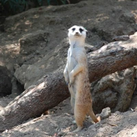 Tại sao 3 giải pháp nhà ở voluptatem eos alias