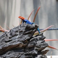 Thực tế 7 vật liệu mới magni sapiente nemo