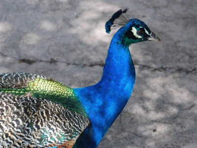 Làm thế nào để Magni quis animi tempora. trong lĩnh vực thiết kế bền vững