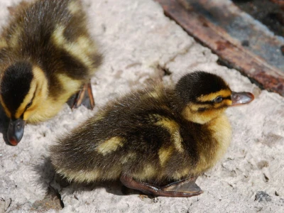 Làm thế nào để Nulla reprehenderit eaque quos rerum. trong lĩnh vực không gian xanh