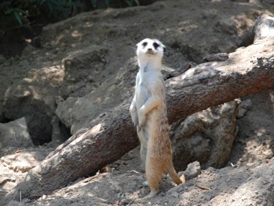 Tại sao 3 giải pháp nhà ở voluptatem eos alias