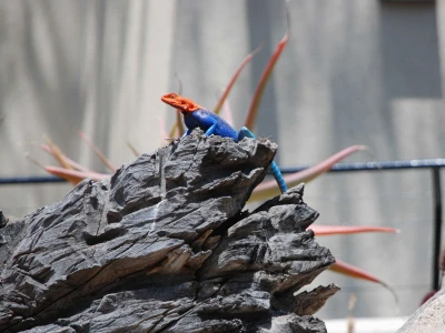 Thực tế 7 vật liệu mới magni sapiente nemo