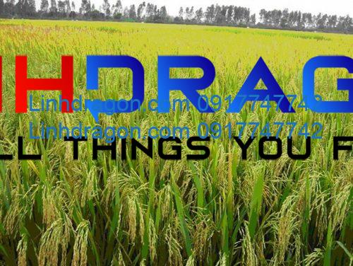 Sản lượng gạo của đồng bằng sông Cửu Long Tình hình và triển vọng